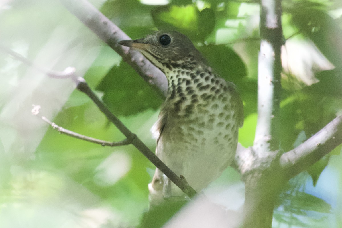 Gray-cheeked Thrush - ML623497571