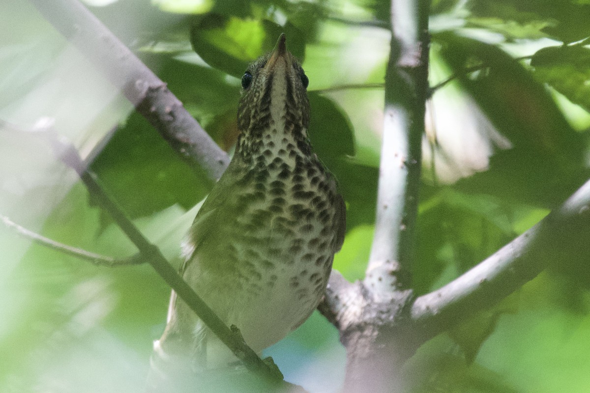 Gray-cheeked Thrush - ML623497572