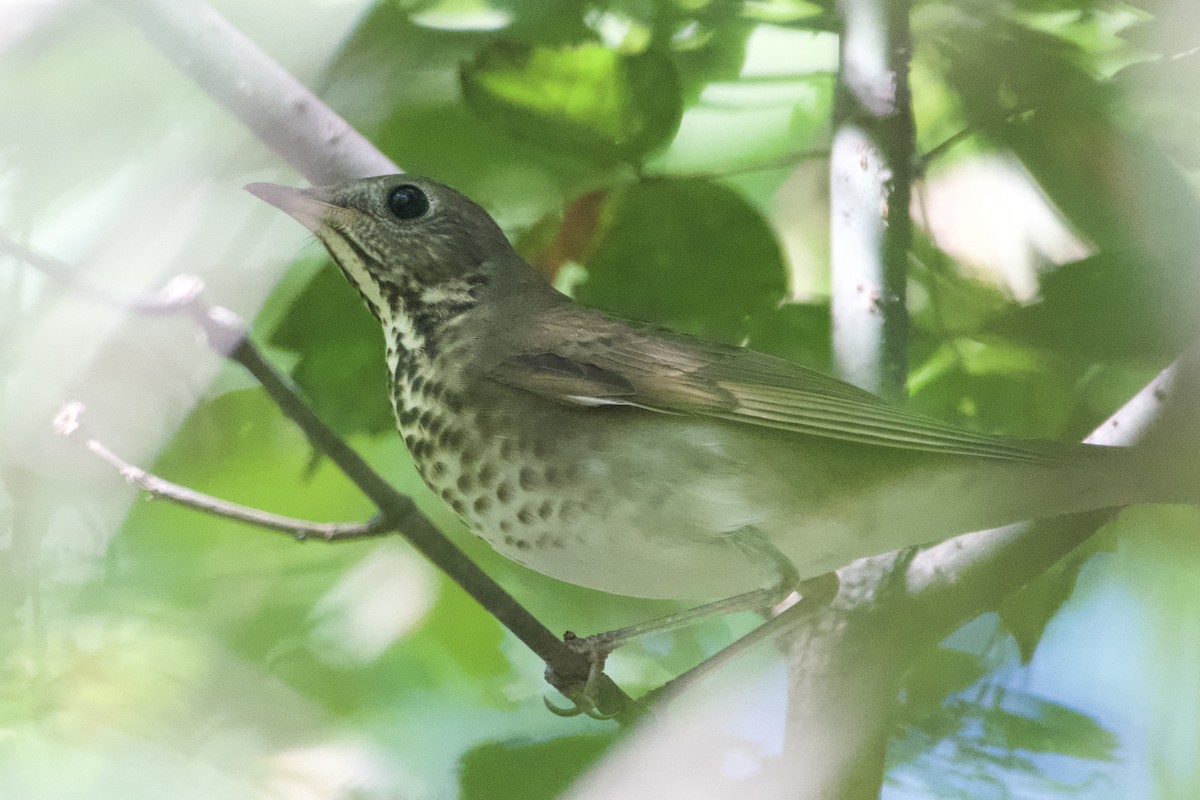 Gray-cheeked Thrush - ML623497573