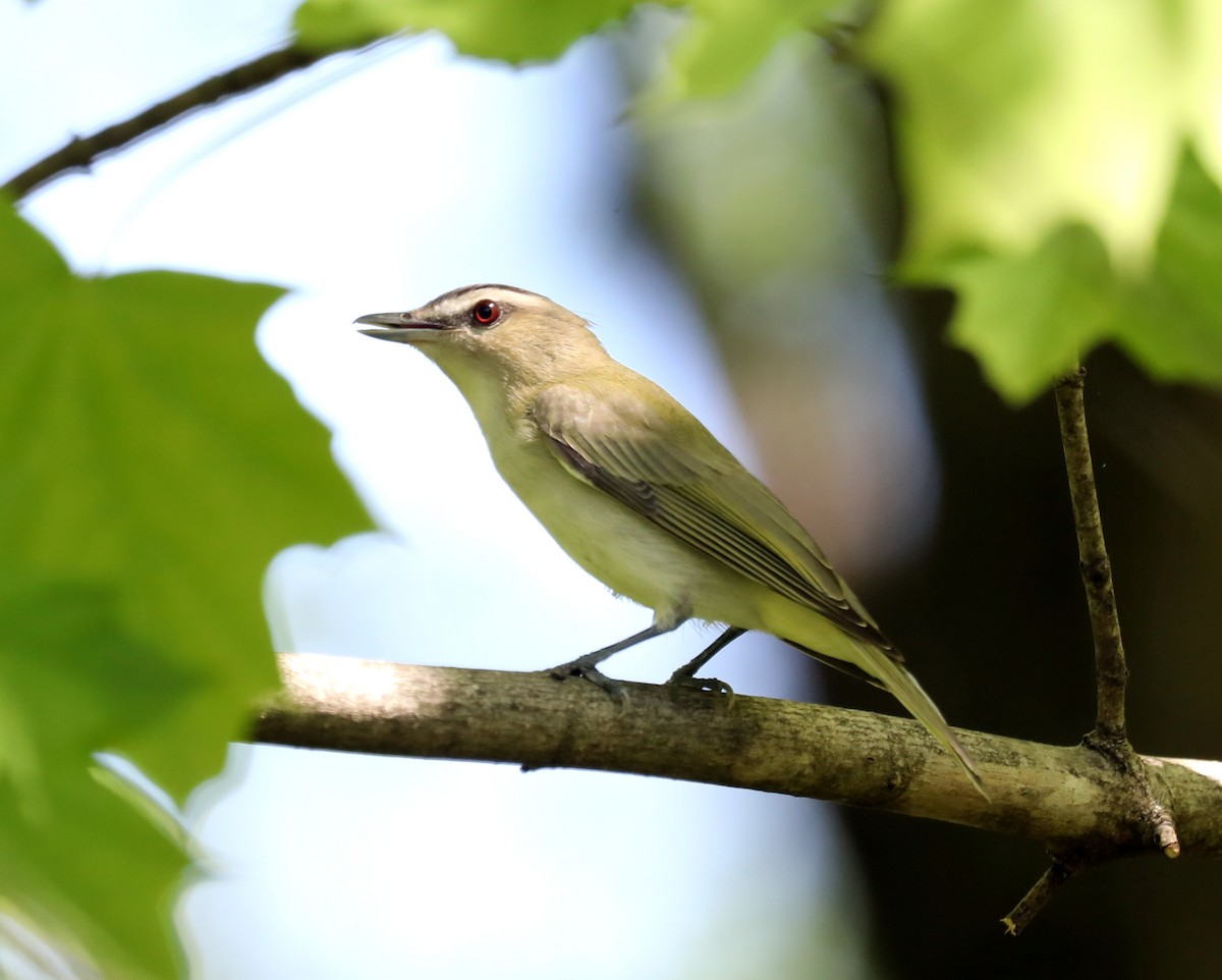 Kızıl Gözlü Vireo - ML623497617