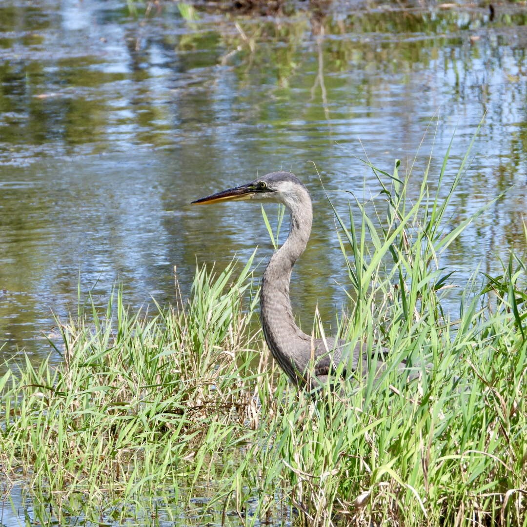 Great Blue Heron - Manon Guglia