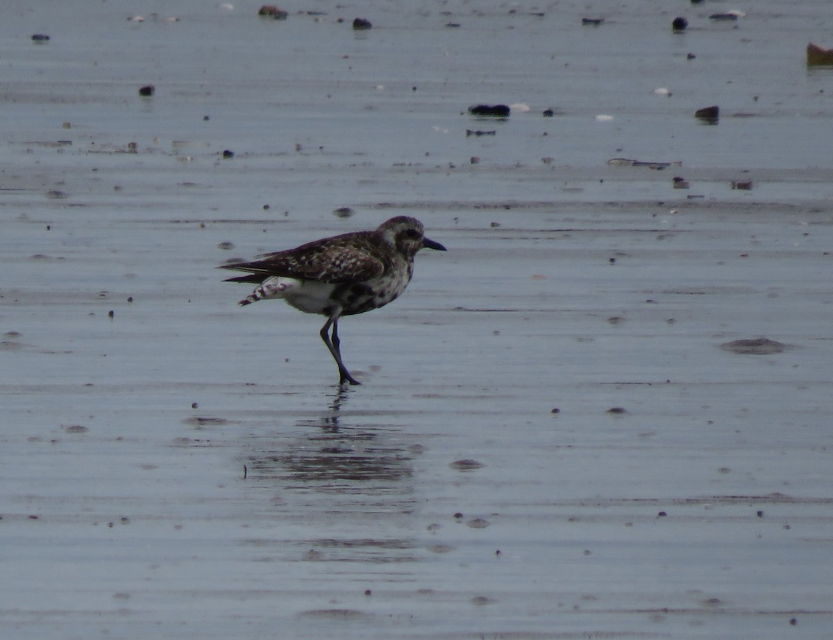 Black-bellied Plover - ML623497713