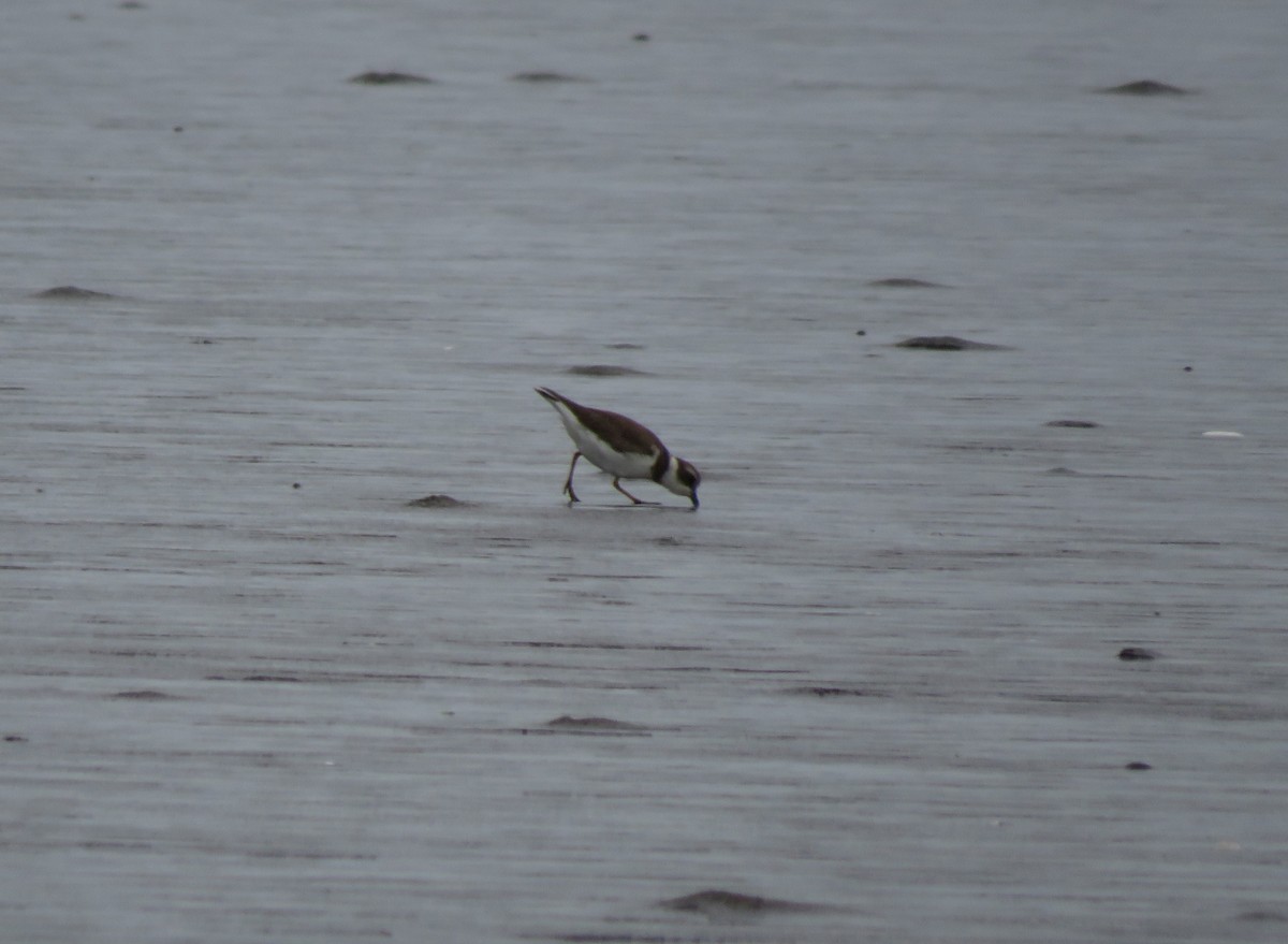 Semipalmated Plover - ML623497722