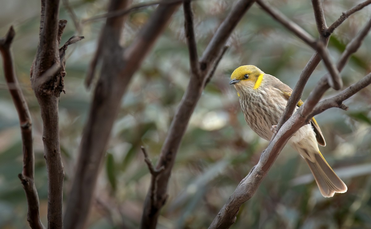 Yellow-plumed Honeyeater - ML623497728