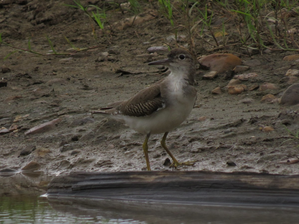 Spotted Sandpiper - ML623497735