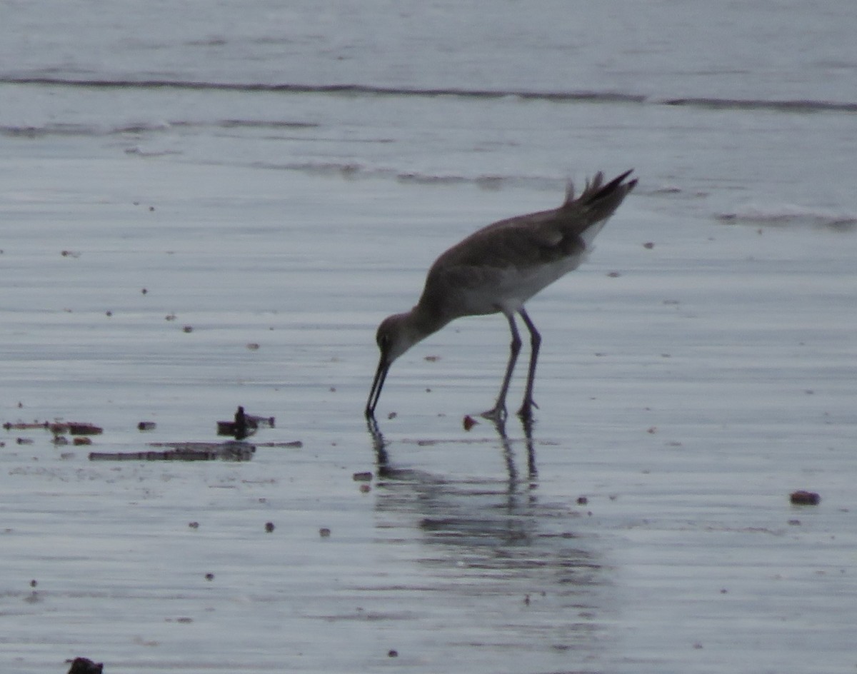 Willet - ML623497744