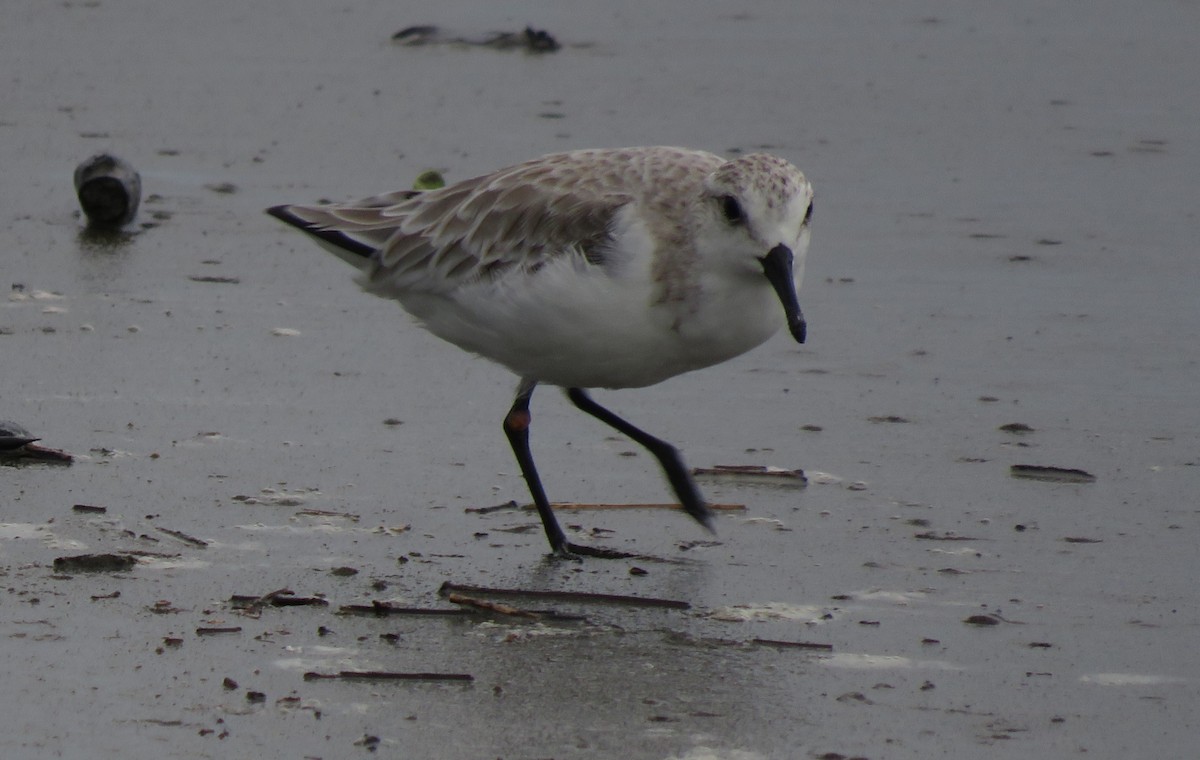 Sanderling - ML623497751