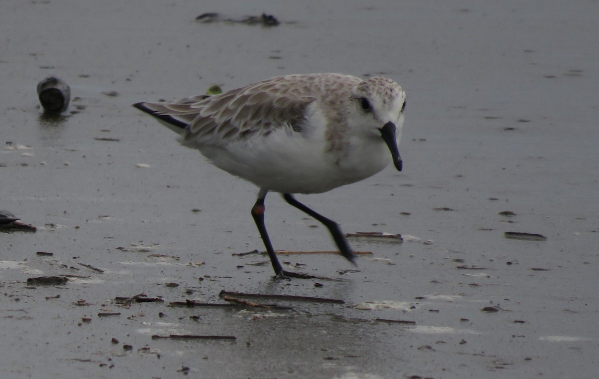 Sanderling - Virgilio Villalaz