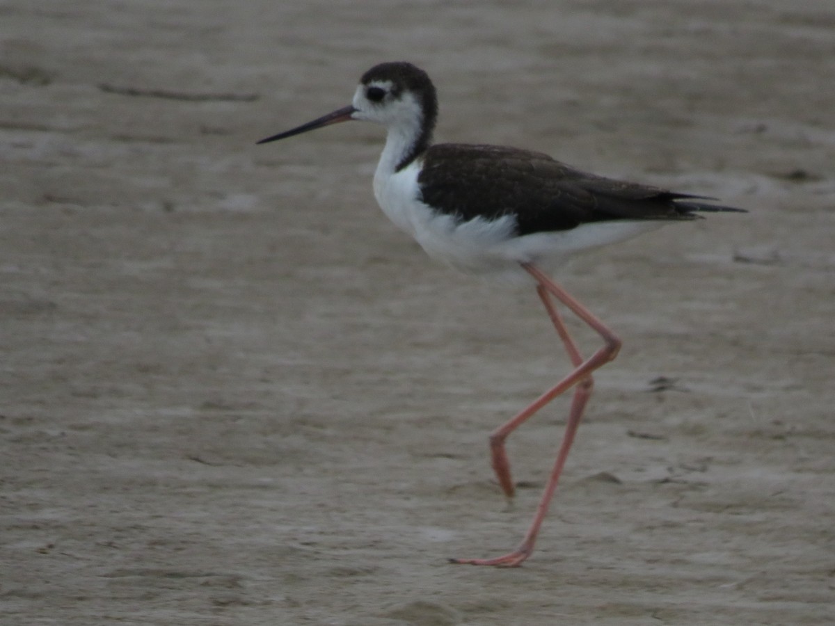 Black-necked Stilt - ML623497760