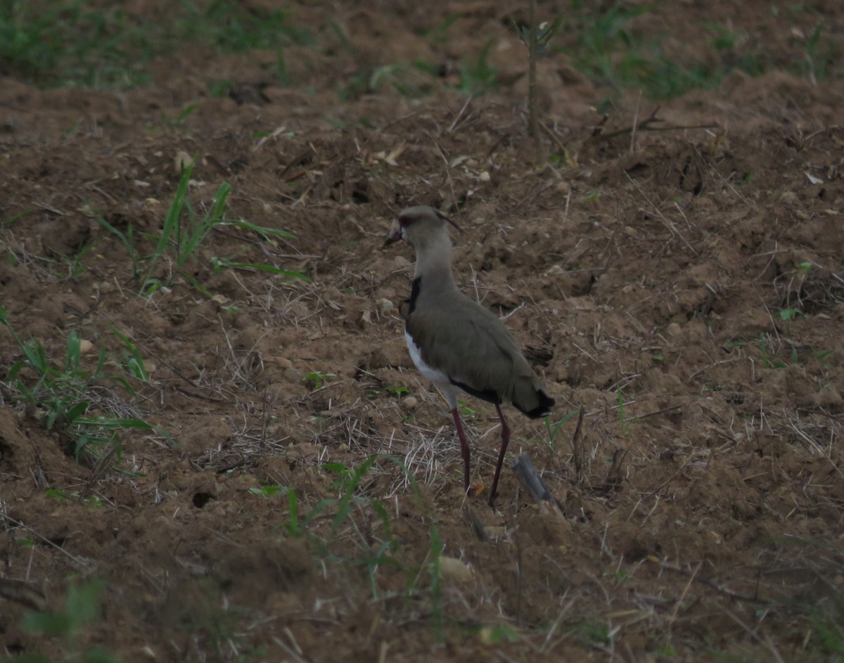 Southern Lapwing - ML623497768