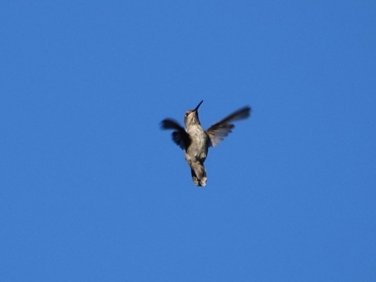 Anna's Hummingbird - ML623497769