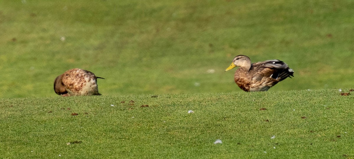 Mallard - Tom Wilberding