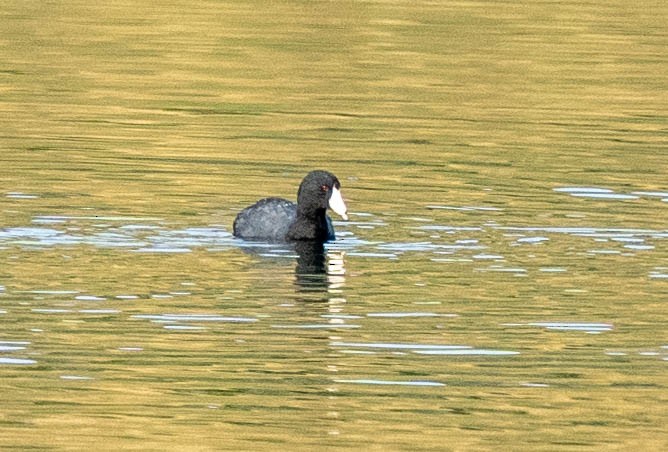 American Coot - ML623497775