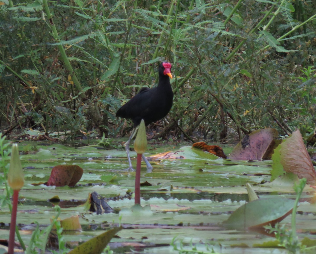 Wattled Jacana - ML623497783