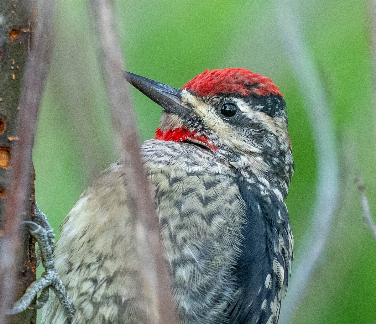 Pic à nuque rouge - ML623497788