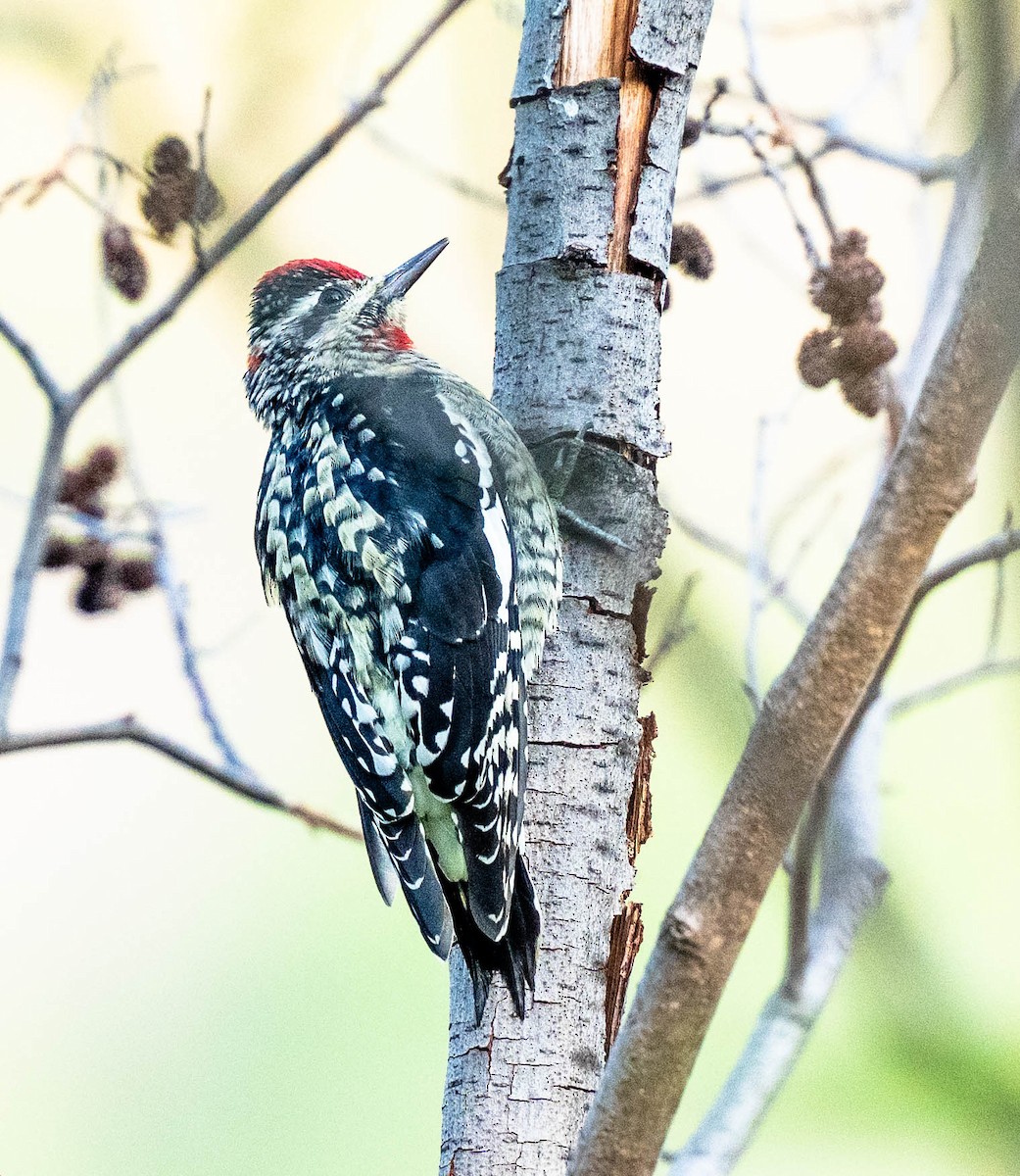 Red-naped Sapsucker - ML623497789