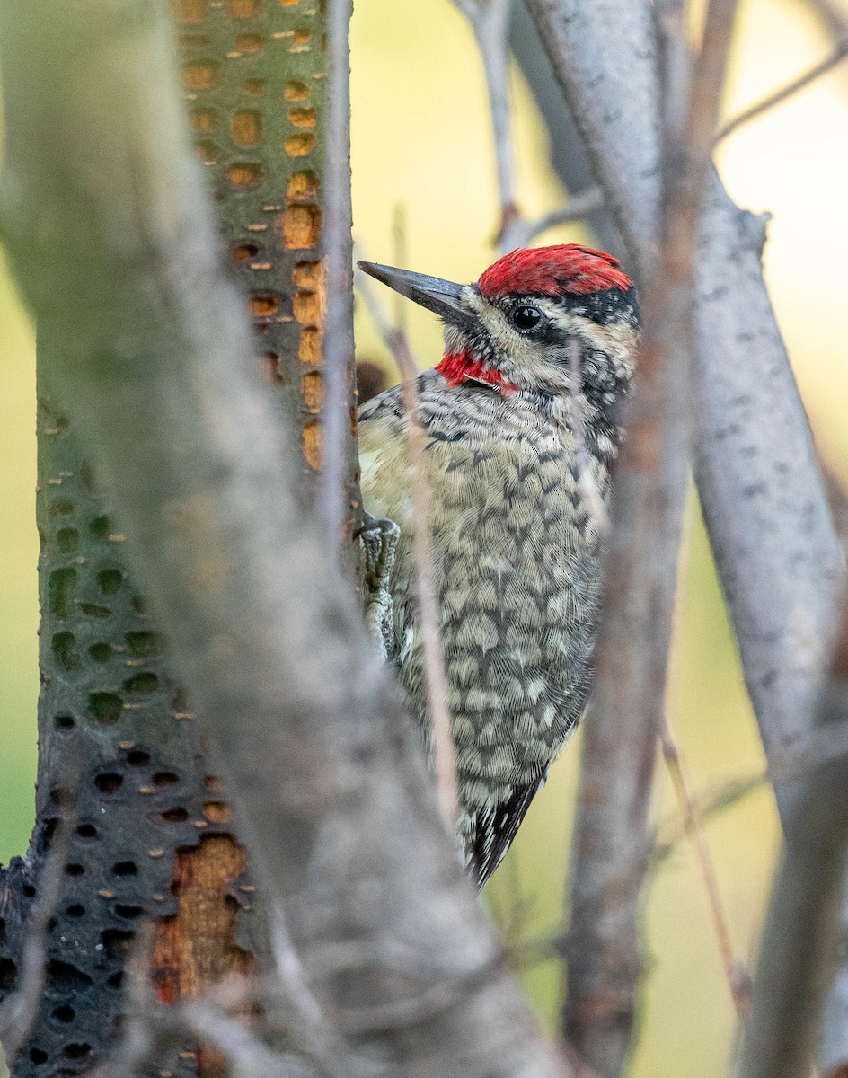 Red-naped Sapsucker - ML623497790