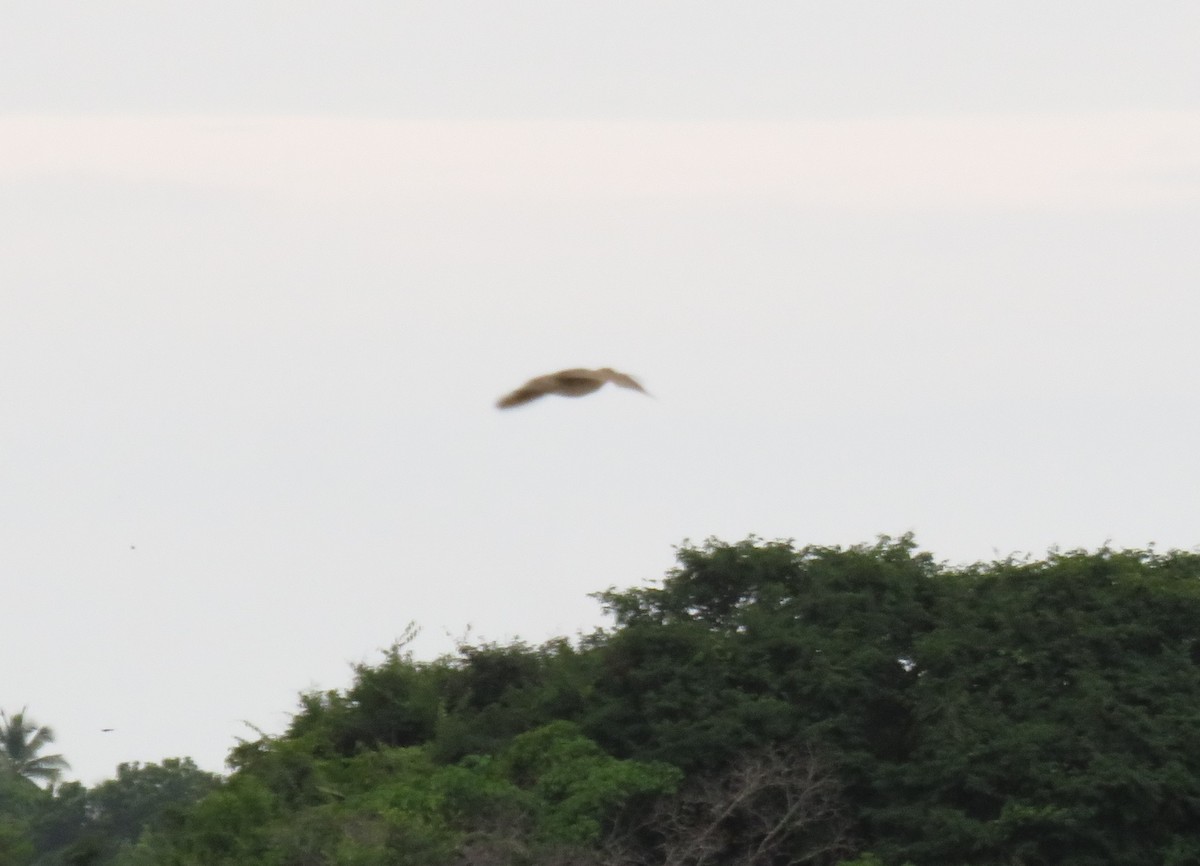 Hudsonian Whimbrel - ML623497791