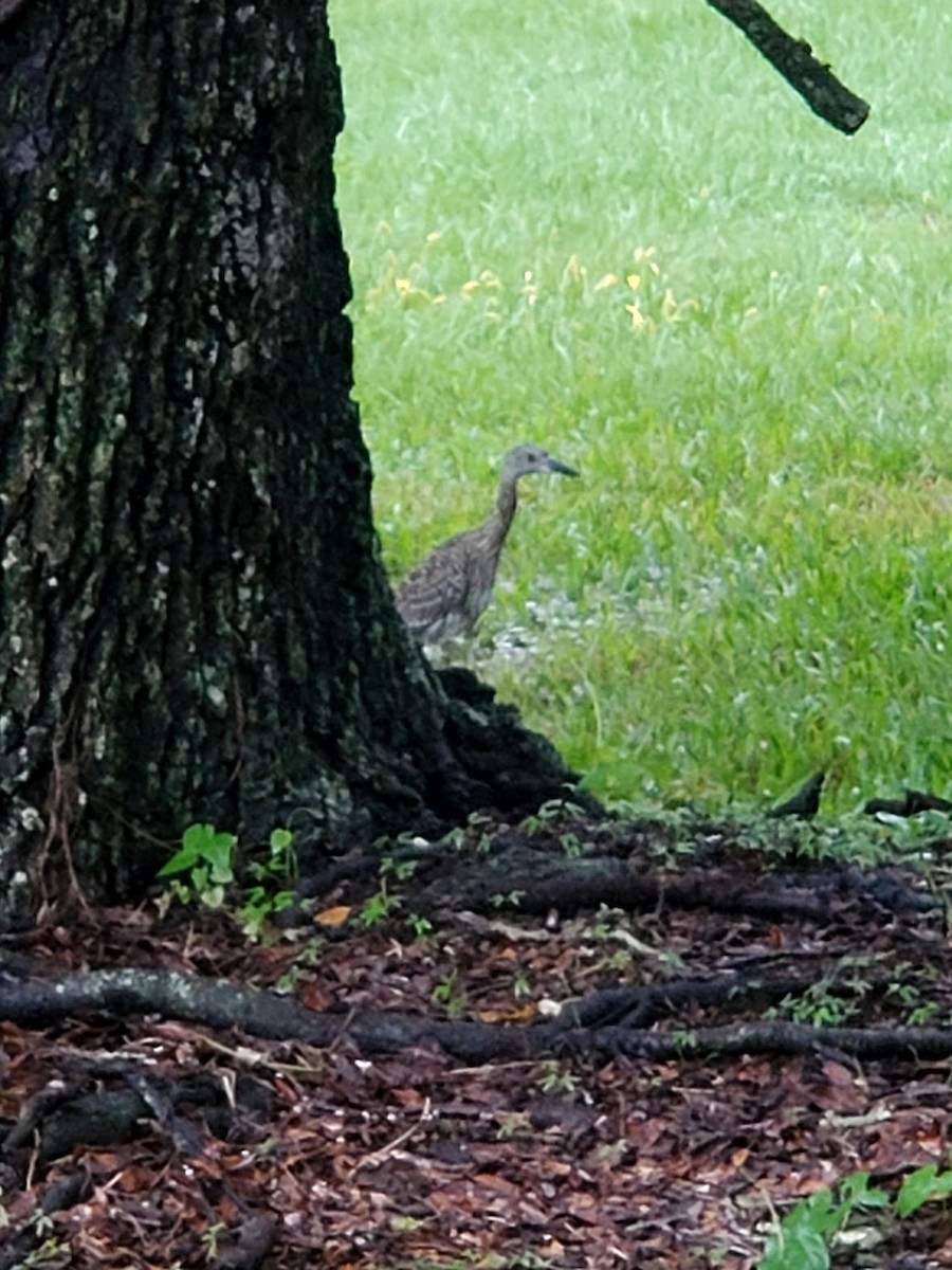 Yellow-crowned Night Heron - ML623497792