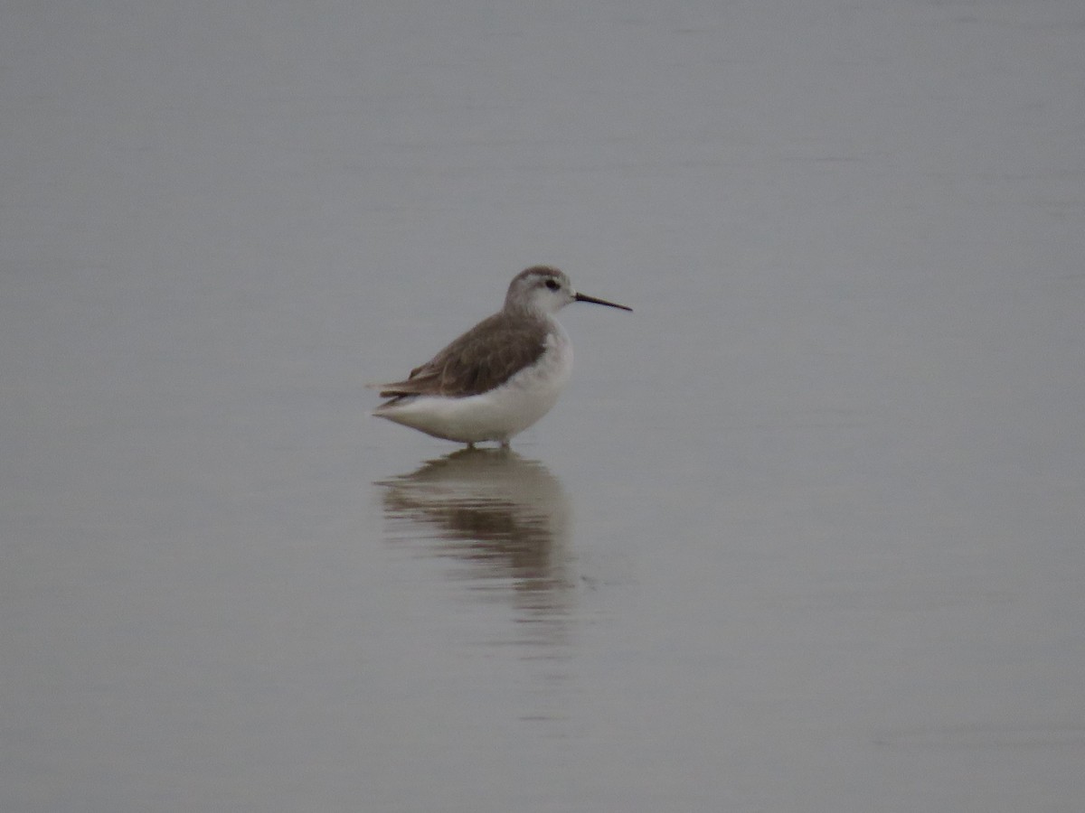 Wilson's Phalarope - ML623497801