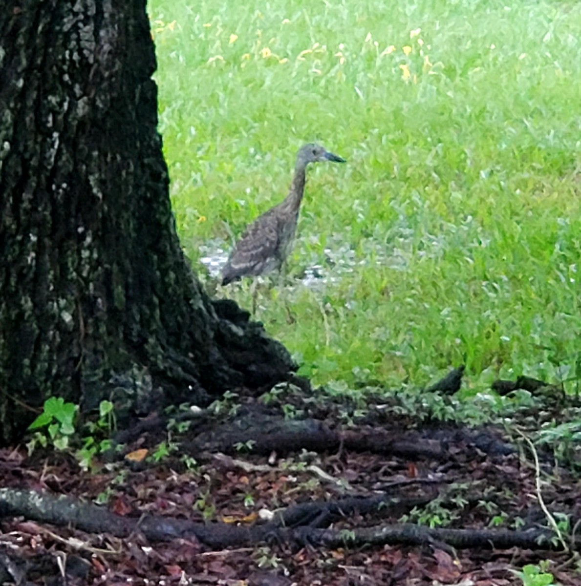 Yellow-crowned Night Heron - ML623497803