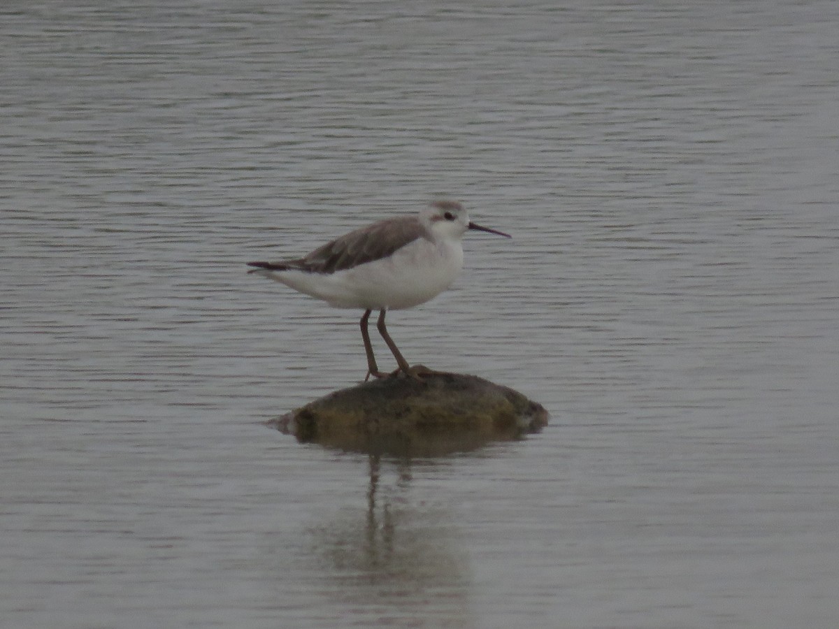 Wilson's Phalarope - ML623497805