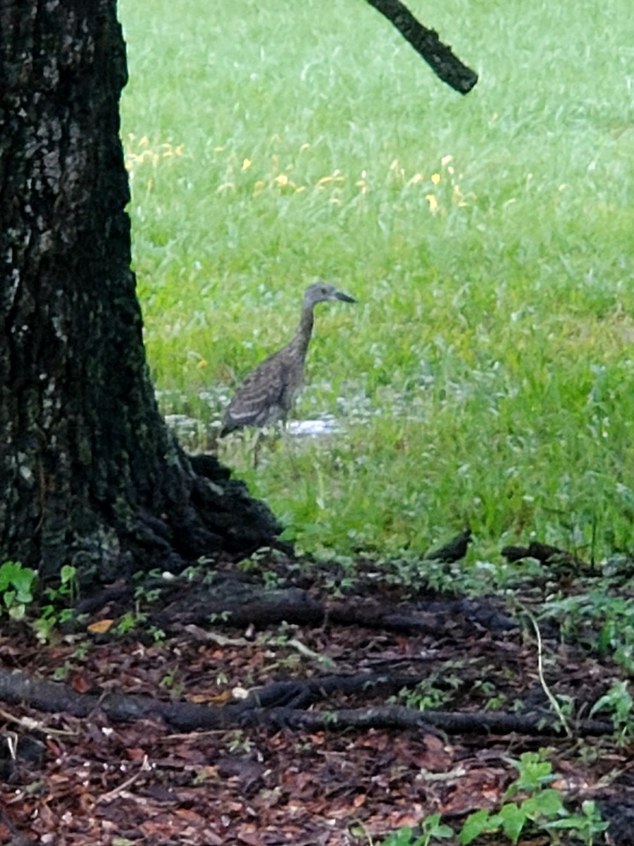 Yellow-crowned Night Heron - ML623497810