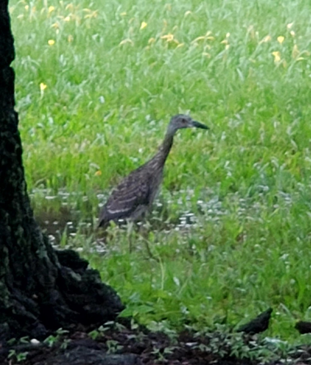 Yellow-crowned Night Heron - ML623497812