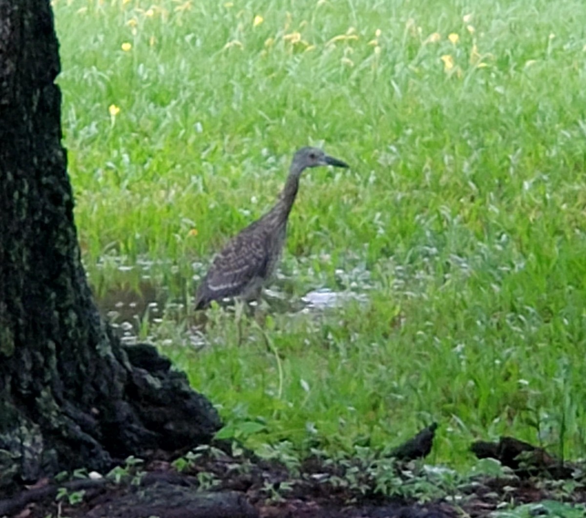 Yellow-crowned Night Heron - ML623497814