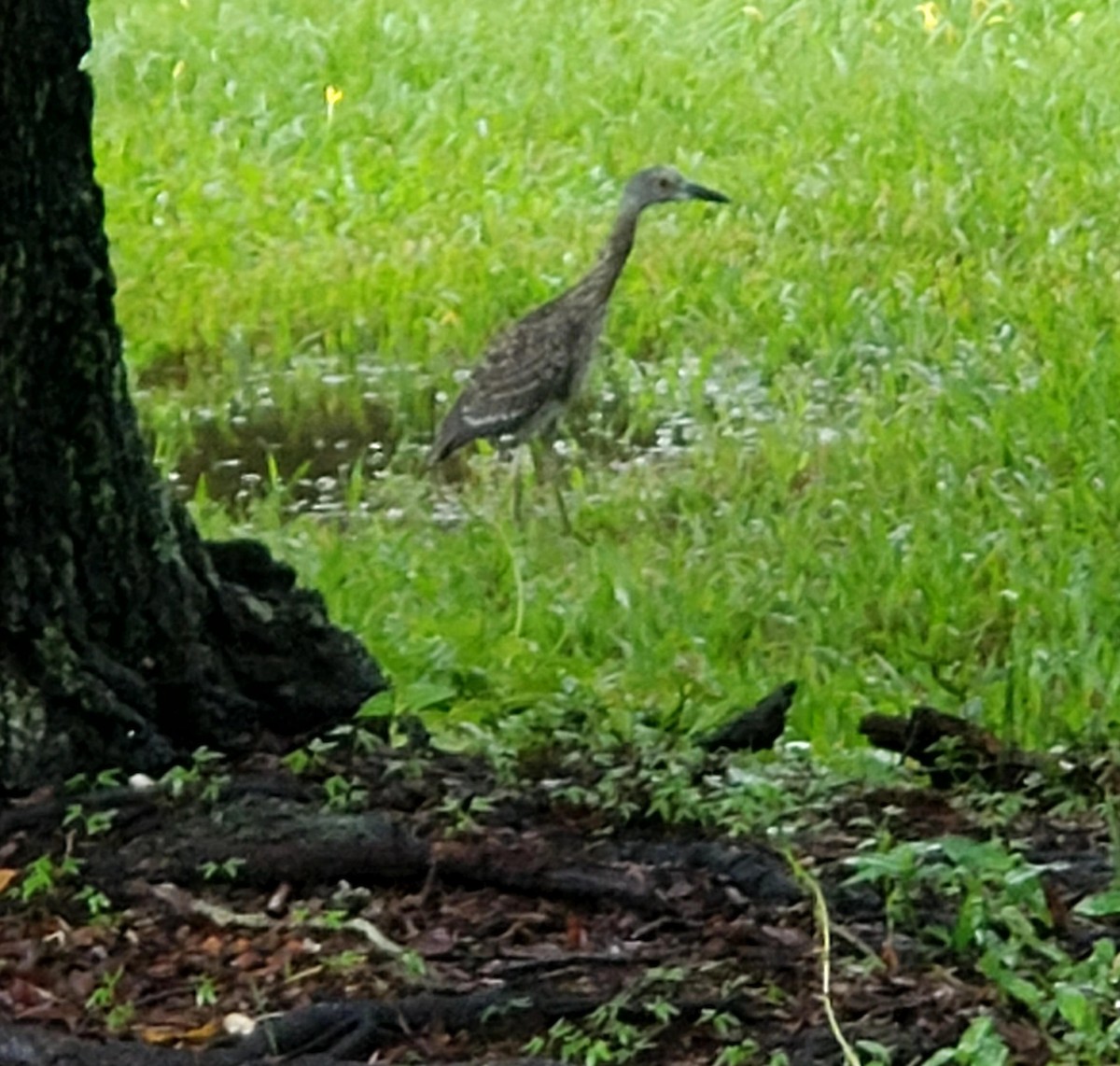 Yellow-crowned Night Heron - N. J. Rossman