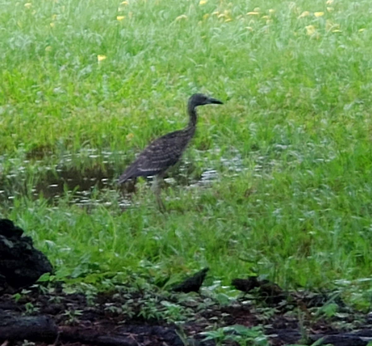 Yellow-crowned Night Heron - ML623497822