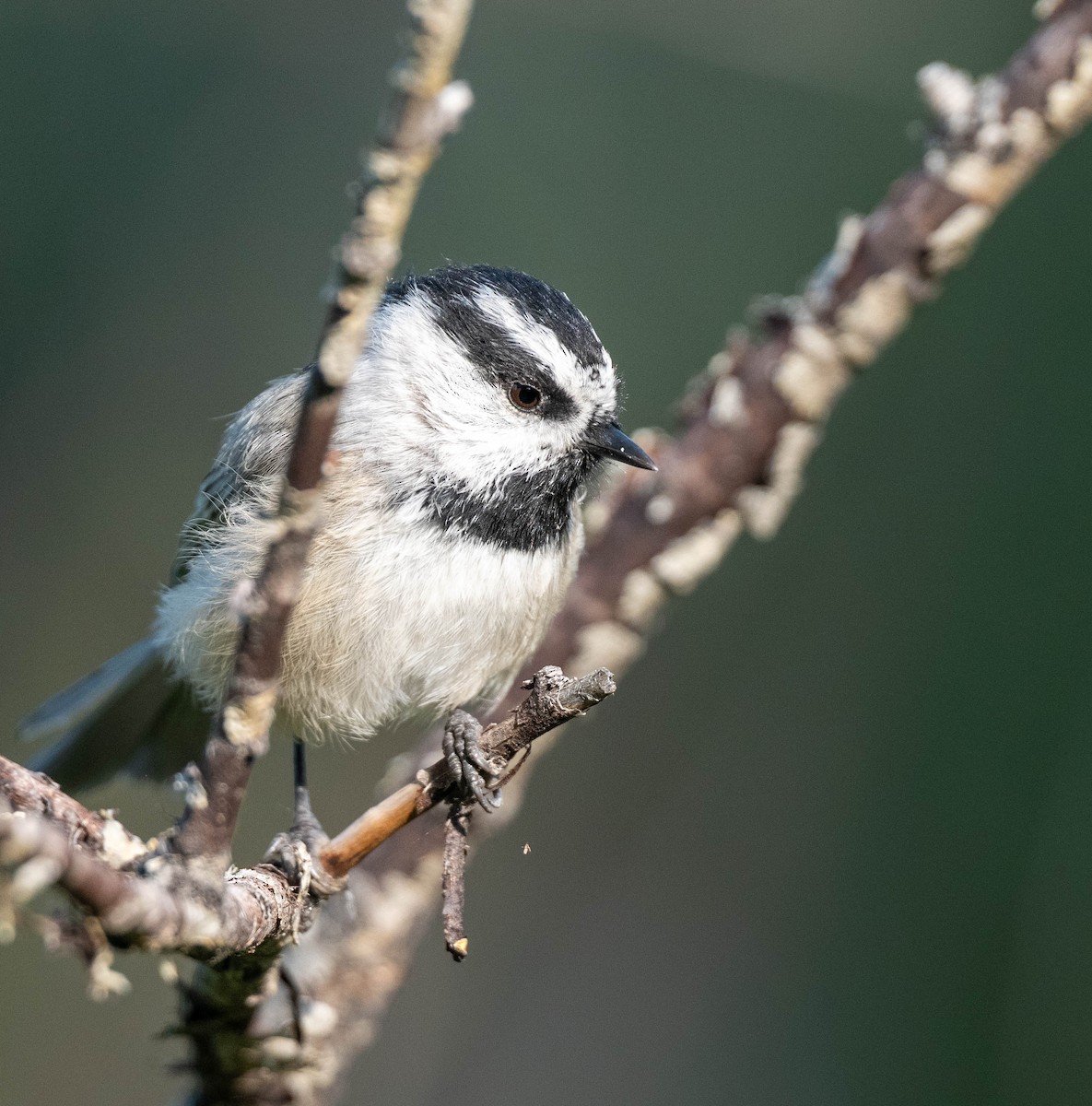 Mountain Chickadee - ML623497824