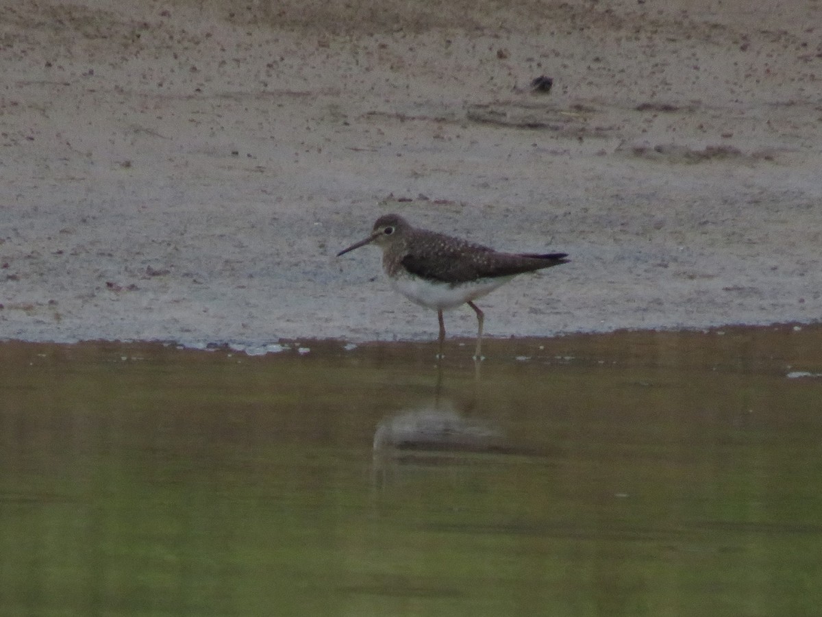 Solitary Sandpiper - ML623497825