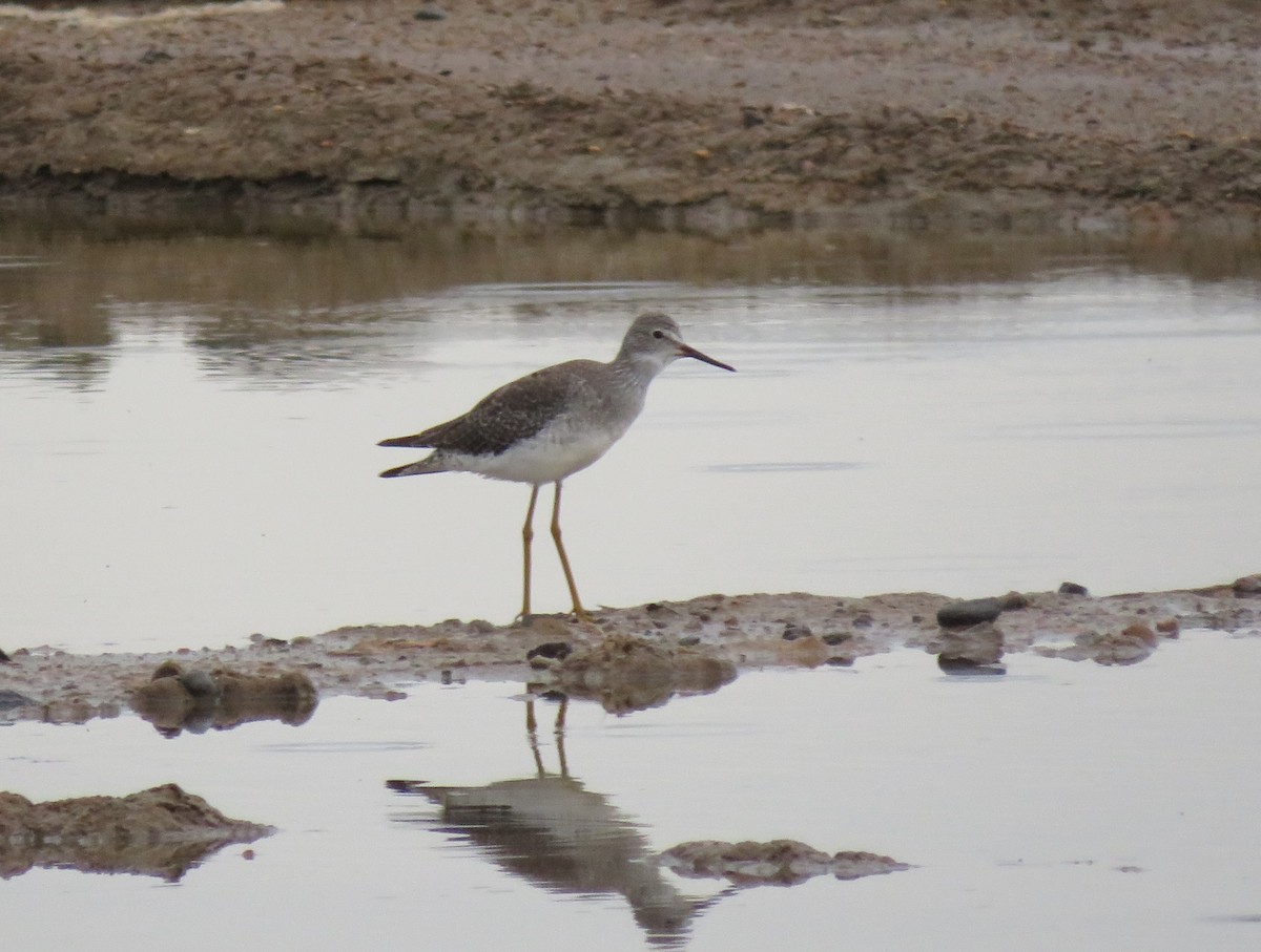 Lesser Yellowlegs - ML623497834