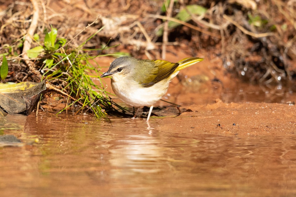 Riverbank Warbler - ML623497837