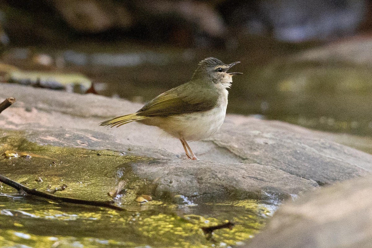 Riverbank Warbler - ML623497840