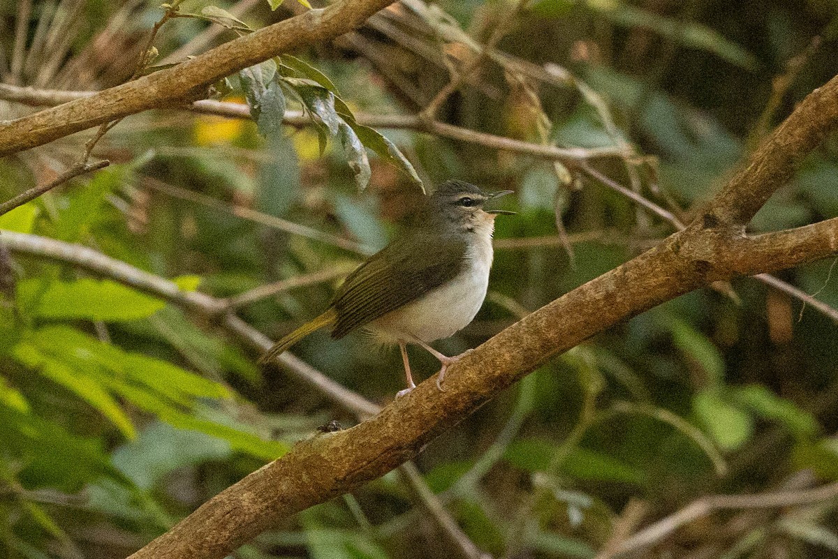 Riverbank Warbler - ML623497841