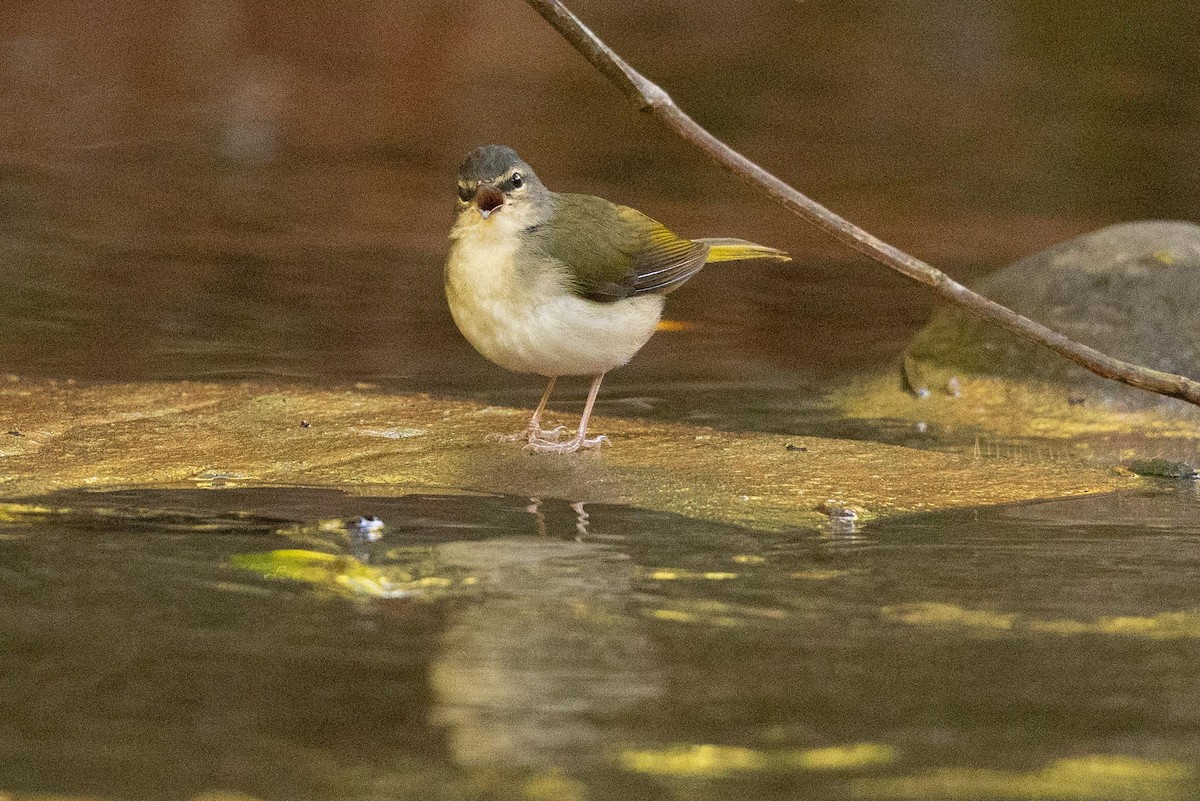 Riverbank Warbler - ML623497842