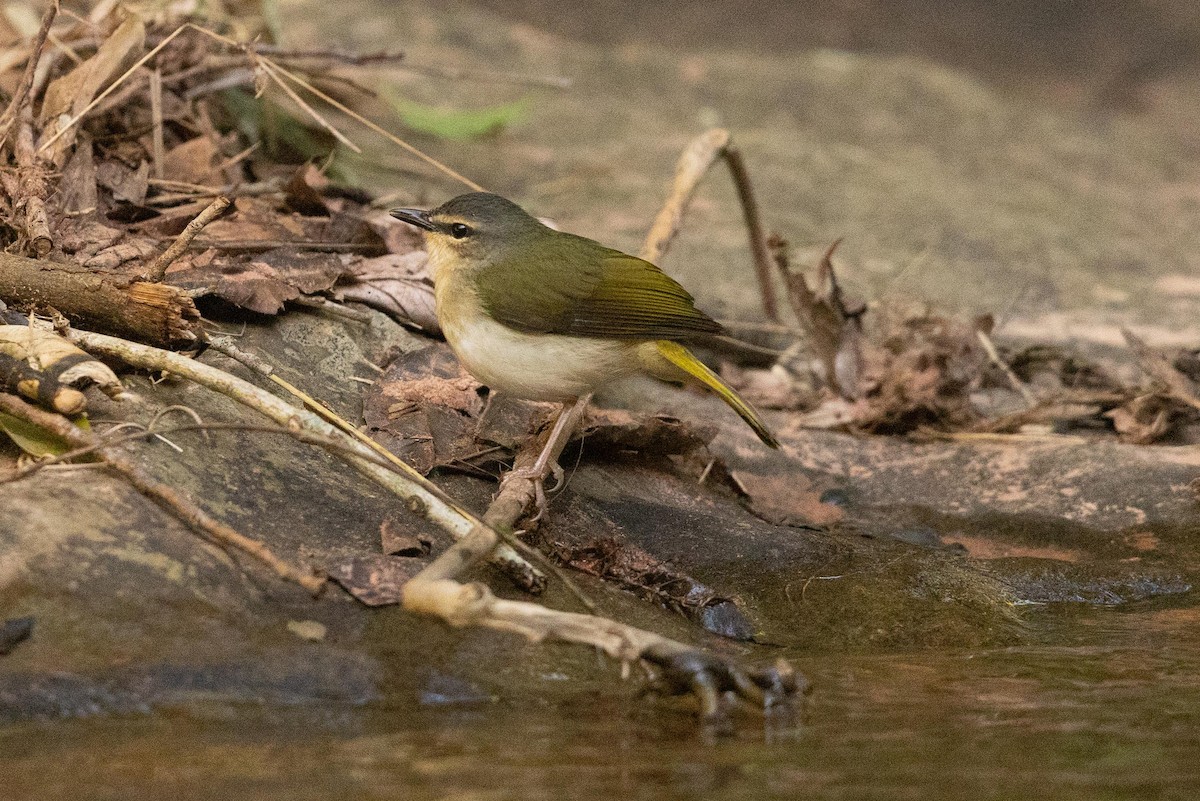 Riverbank Warbler - ML623497844