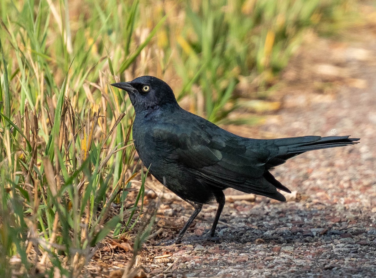 Brewer's Blackbird - Tom Wilberding