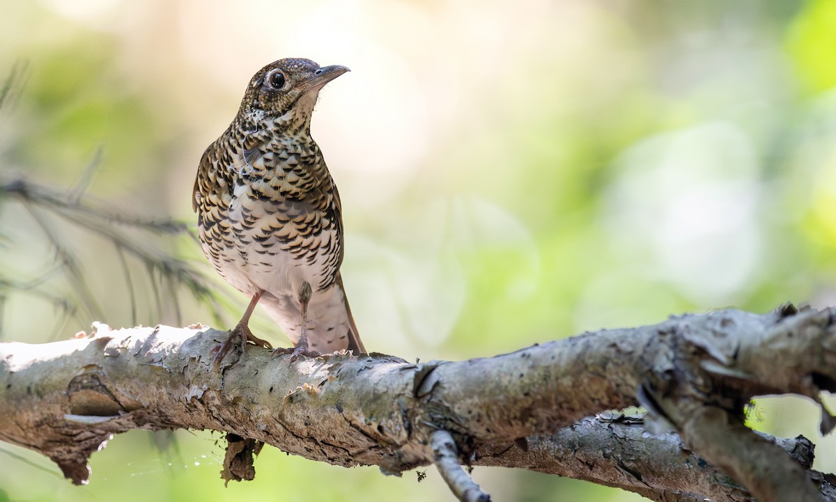 Bassian Thrush - ML623497860