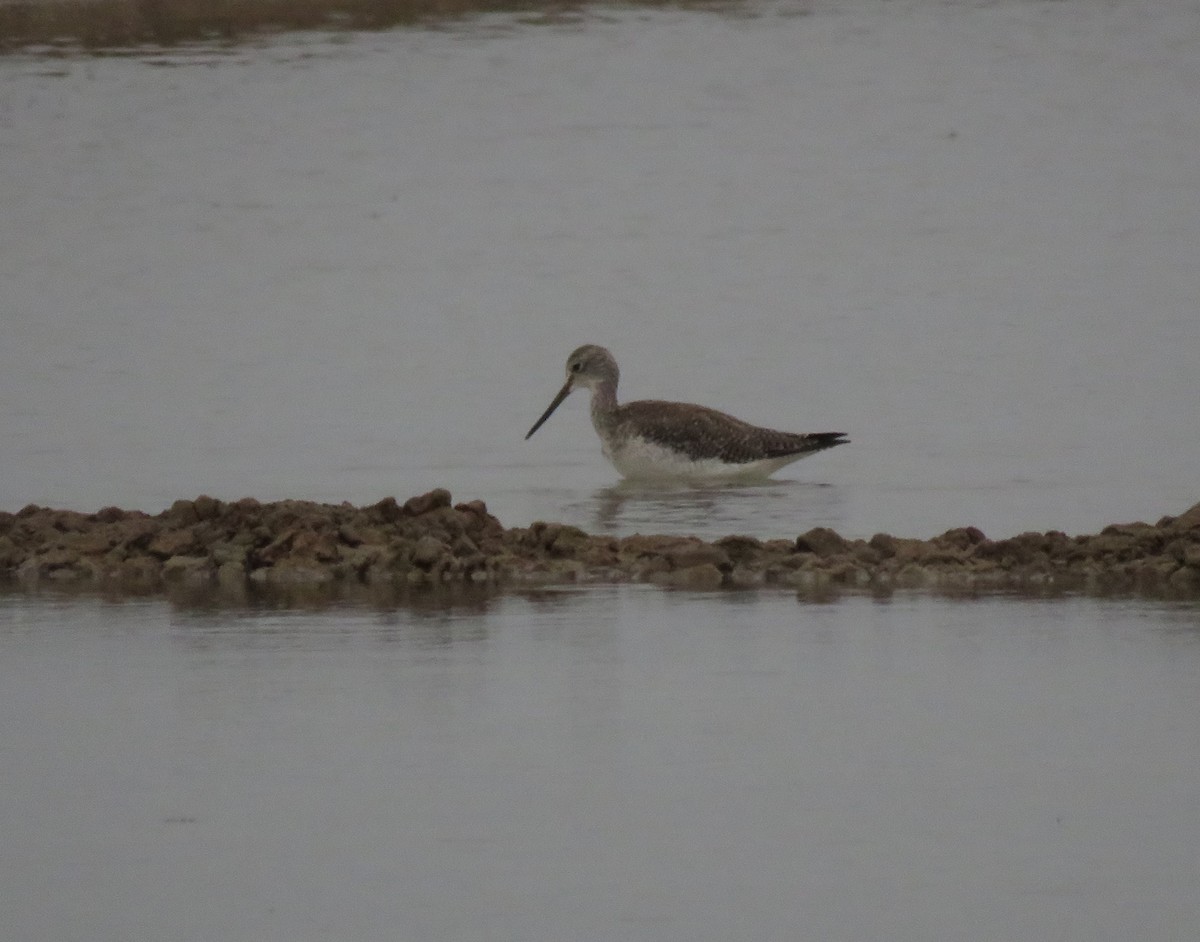 Greater Yellowlegs - ML623497866