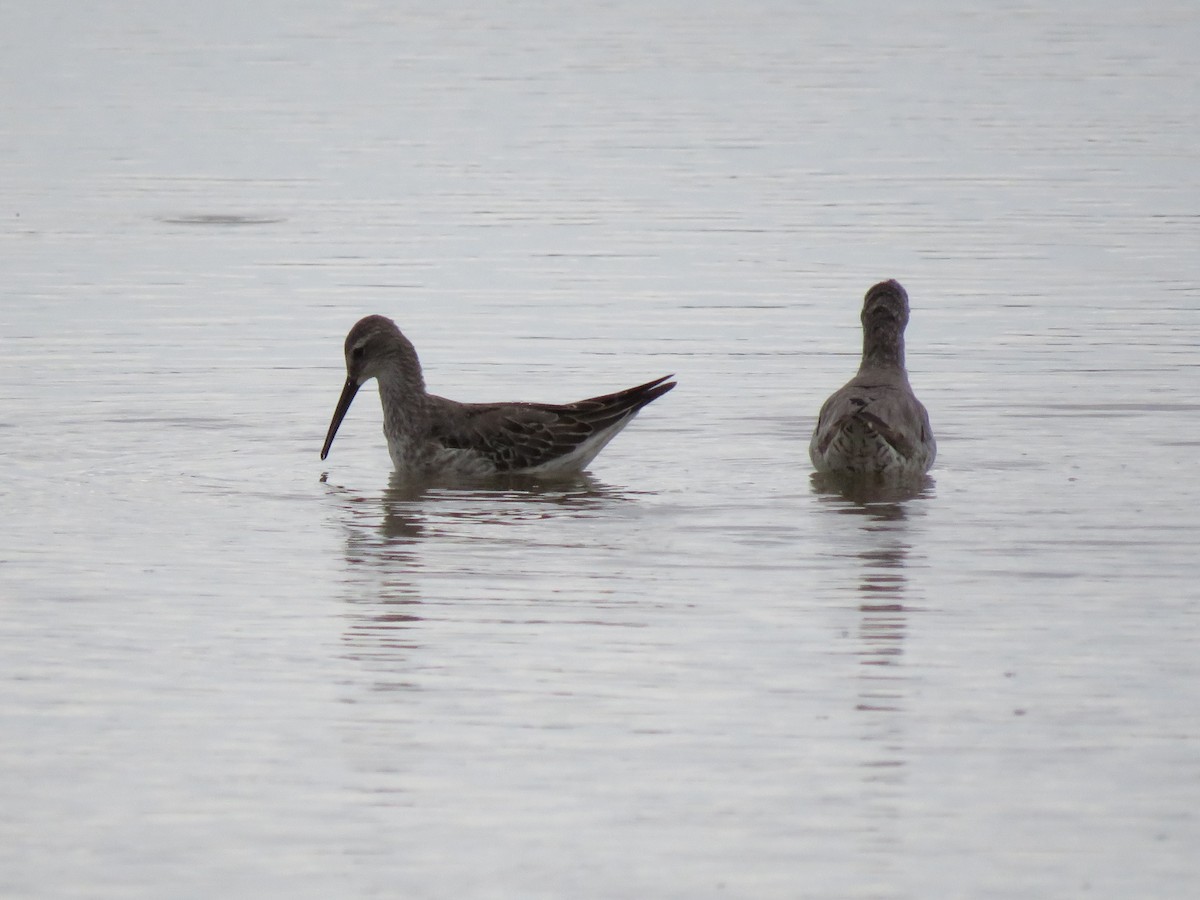 Stilt Sandpiper - ML623497871