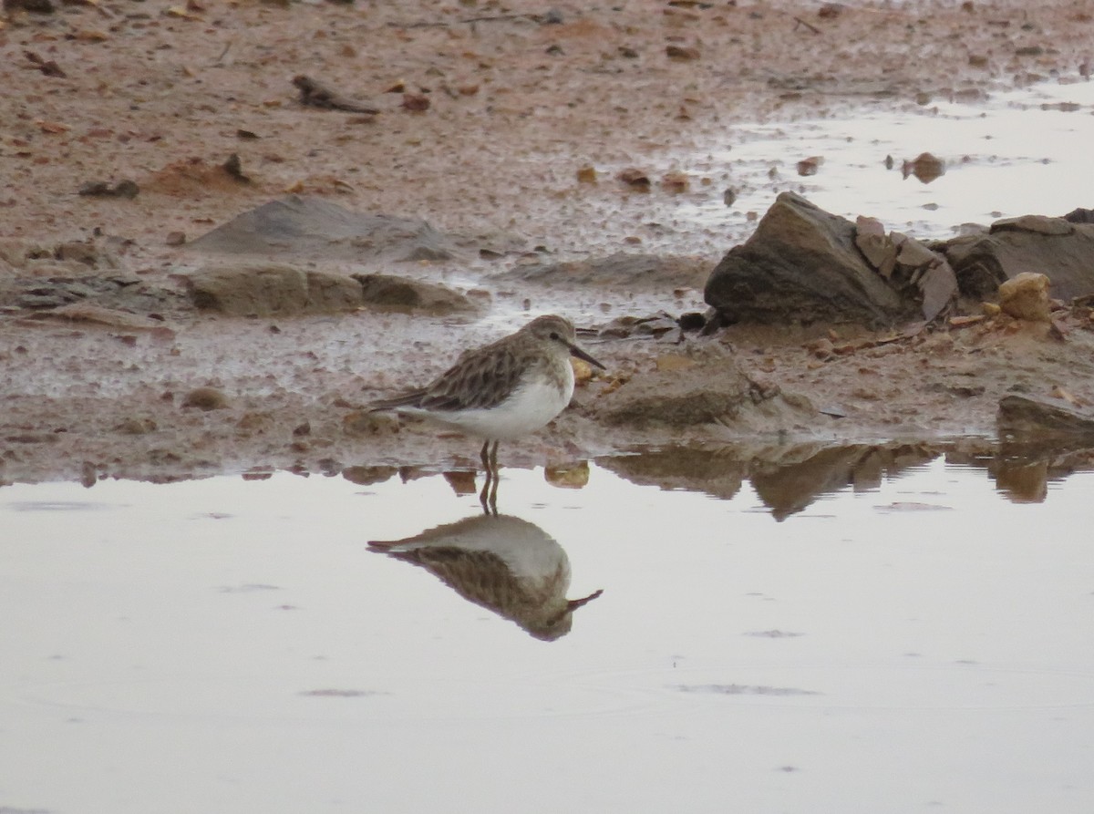 Least Sandpiper - ML623497882