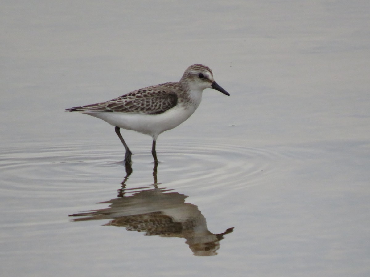 Semipalmated Sandpiper - ML623497894