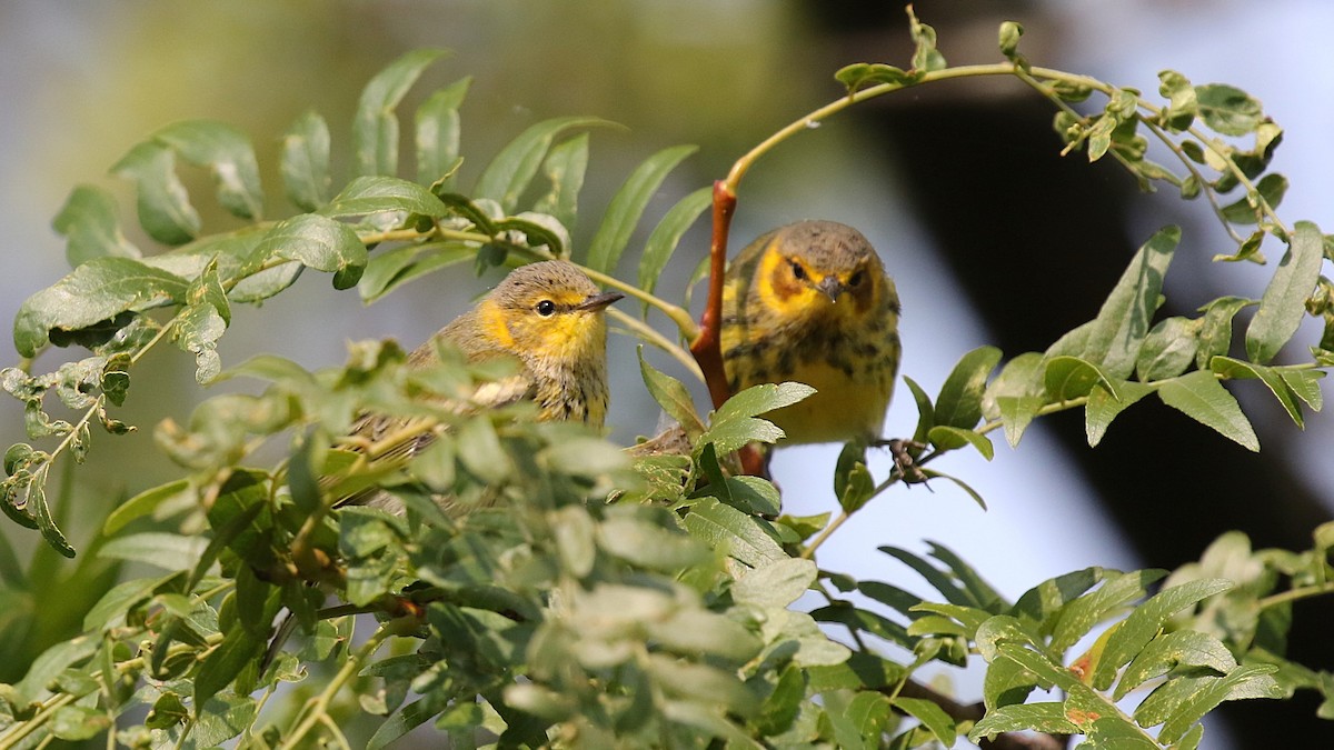 Cape May Warbler - ML623497926