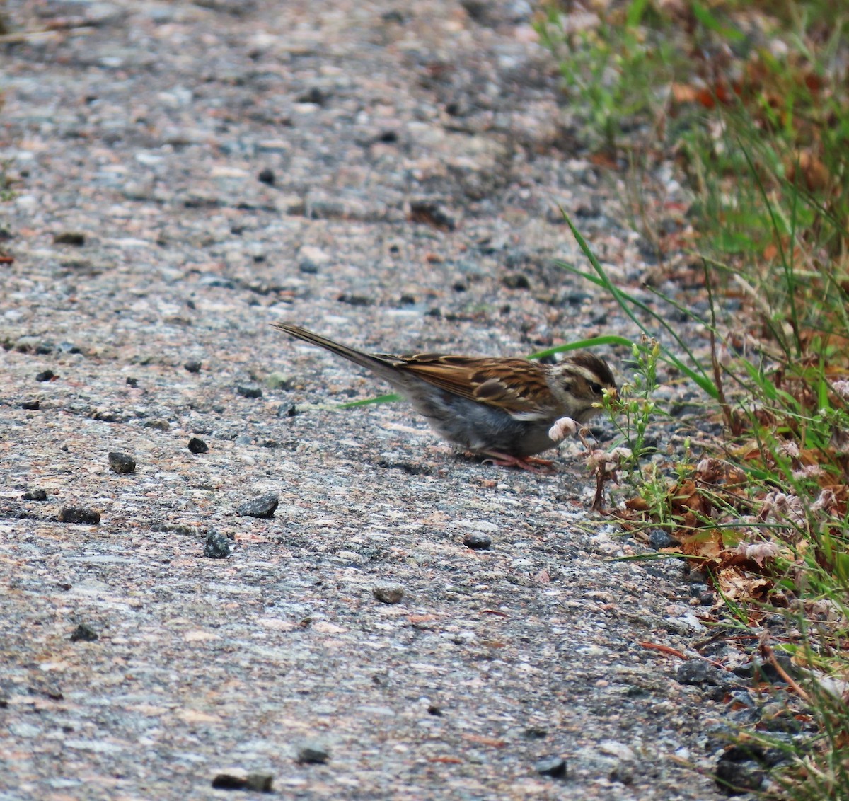 Chipping Sparrow - ML623497928