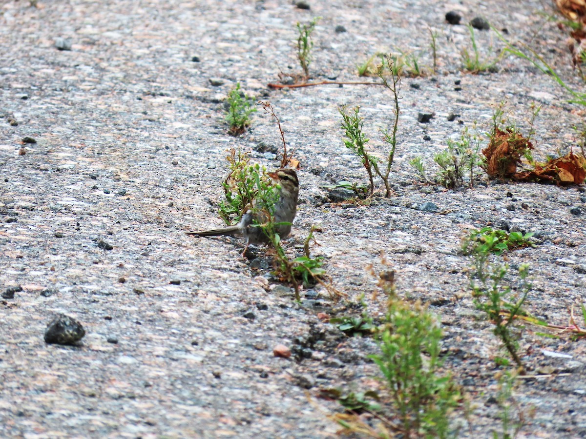 Chipping Sparrow - ML623497929