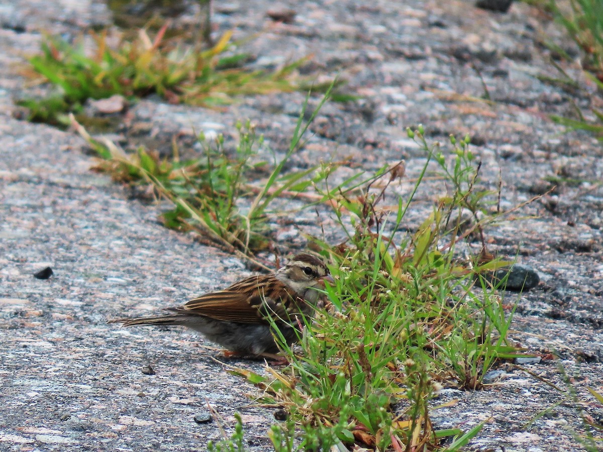 Chipping Sparrow - ML623497930