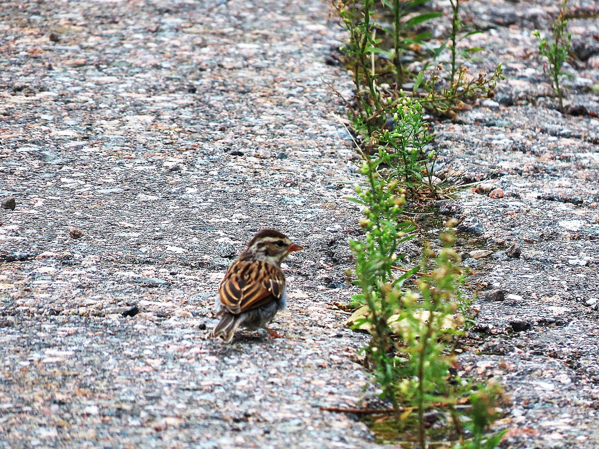 Chipping Sparrow - ML623497931